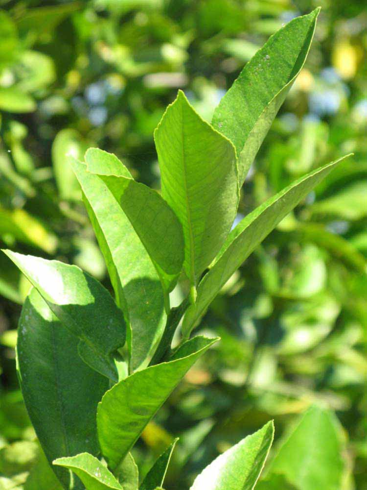              Sun leaves (Winter Haven, FL)       